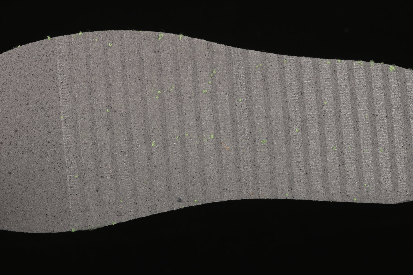 Chlorophyll